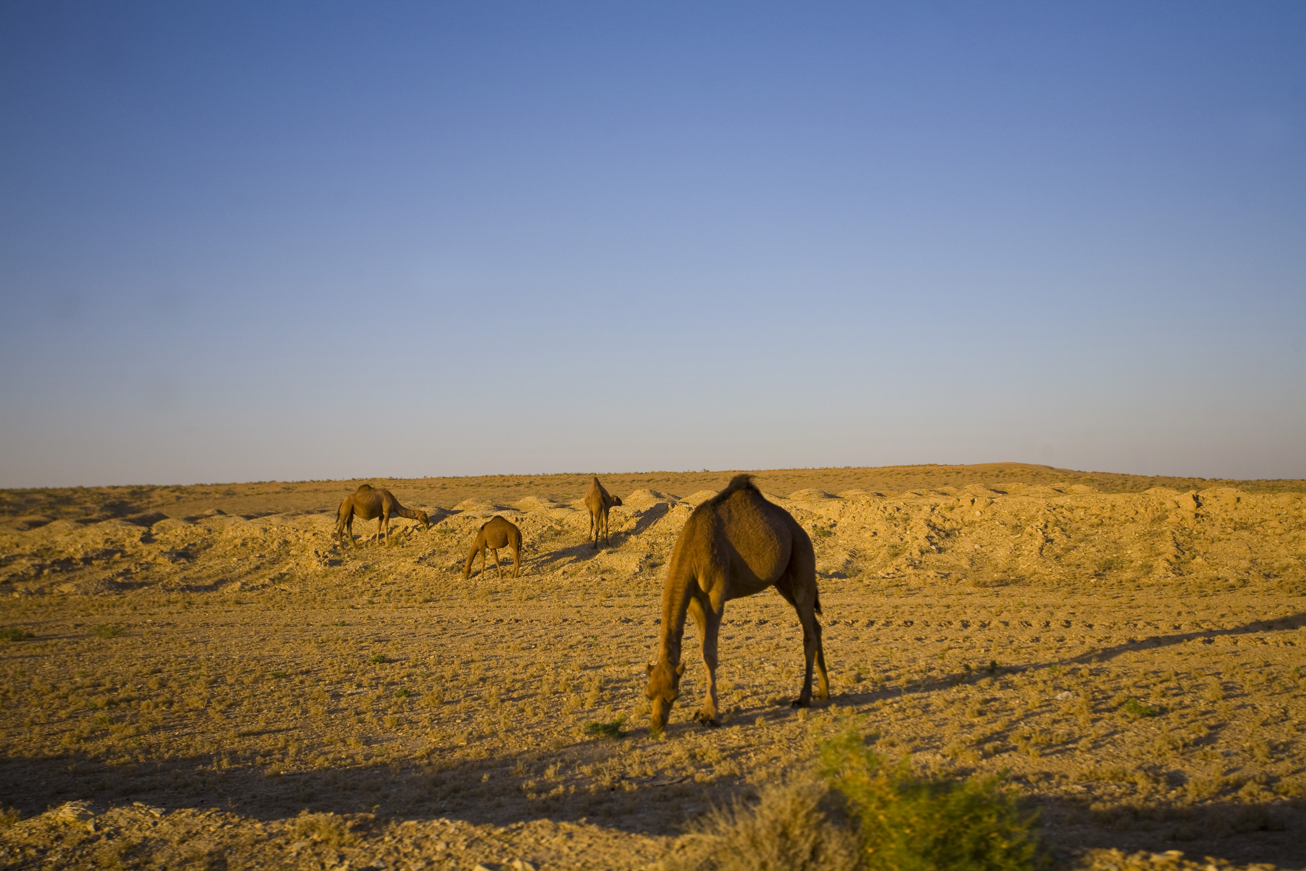 Virzhinstanian Desert